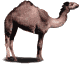 Camel Porn