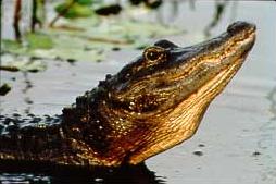 Gator