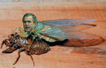 Bushycada