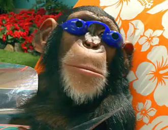 Monkey with Sunglasses